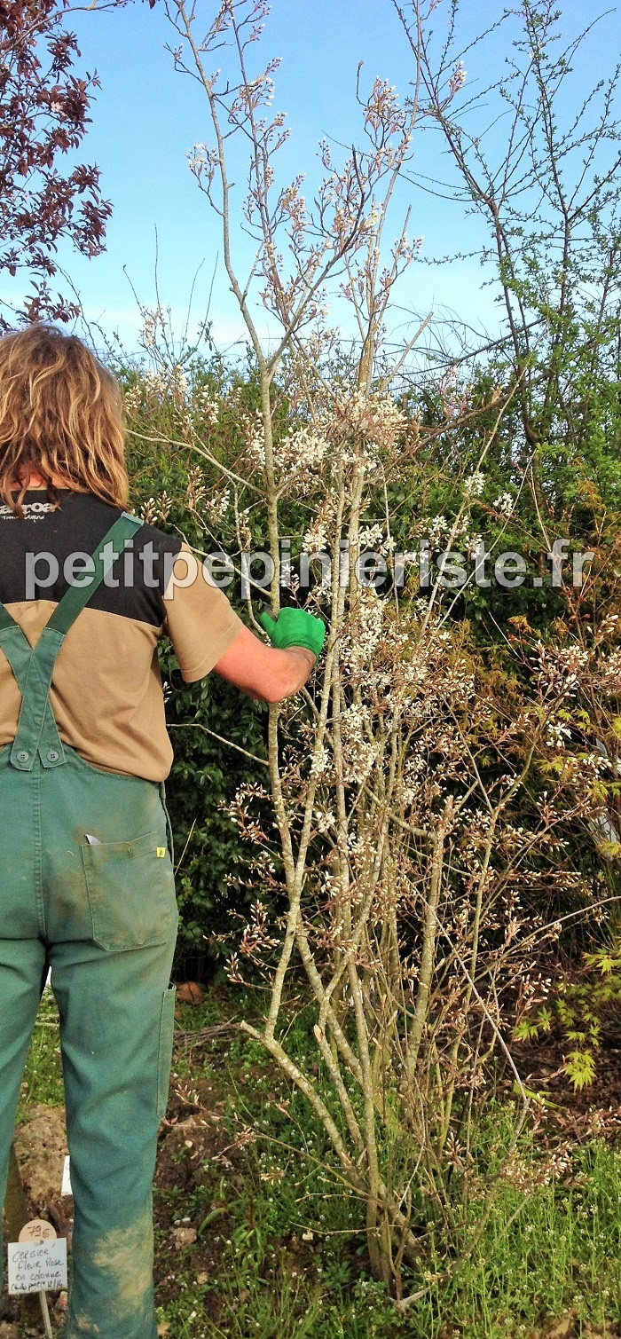 Amélanchier canadensis en pépinière